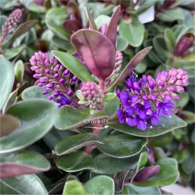   Örökzöld Veronika cserje - Hebe "Addenda Vinoa Purple"