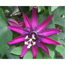Golgotavirág - Passiflora Pura Vida