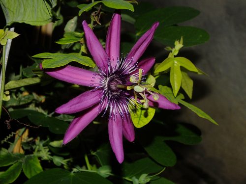 Golgotavirág - Passiflora Pura Vida