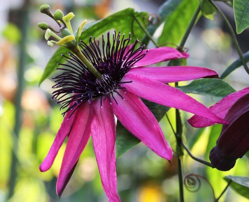 Golgotavirág - Passiflora Pura Vida