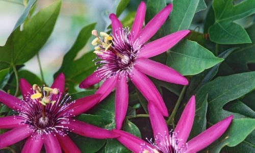 Golgotavirág - Passiflora Pura Vida