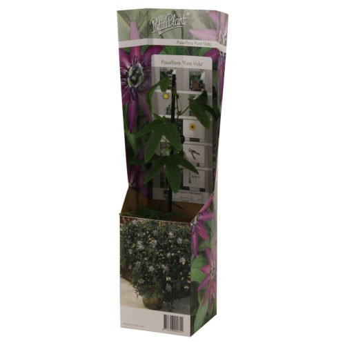 Golgotavirág - Passiflora Pura Vida