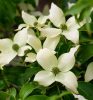 Csillagsom - Cornus kousa "Robert's Select'