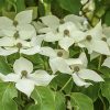 Csillagsom - Cornus kousa "Robert's Select'