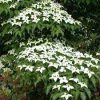 Csillagsom - Cornus kousa "Robert's Select'