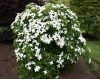 Csillagsom - Cornus kousa "Robert's Select'