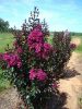 Kínai selyemmírtusz - Lagerstroemia "Rhapsody in Blue"