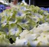 Kerti hortenzia - Hydrangea macrophylla (S)witch "Pandorra White Blue"