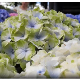   Kerti hortenzia - Hydrangea macrophylla (S)witch "Pandorra White Blue"