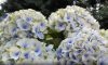 Kerti hortenzia - Hydrangea macrophylla (S)witch "Pandorra White Blue"