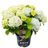 Kerti hortenzia - Hydrangea macrophylla (S)witch "Pandorra White Blue"