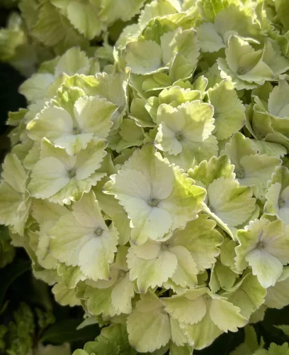 Kerti hortenzia - Hydrangea macrophylla (S)witch "Pandorra White Blue"