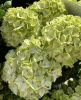 Kerti hortenzia - Hydrangea macrophylla (S)witch "Pandorra White Blue"