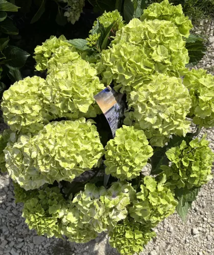 Kerti hortenzia - Hydrangea macrophylla (S)witch "Pandorra White Blue"