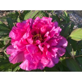 Sötét rózsaszín fás szárú Bazsarózsa - Paeonia suffruticosa