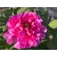 Sötét rózsaszín fás szárú Bazsarózsa - Paeonia suffruticosa
