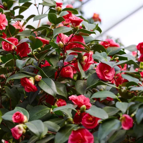 Camelia Japonica " Lady Campbell" - Japán Kamélia