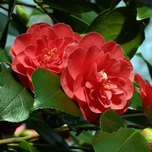 Camelia Japonica " Lady Campbell" - Japán Kamélia