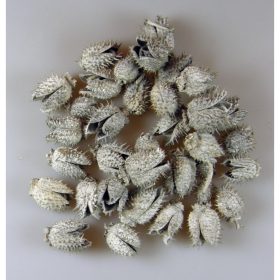 Beléndek - zúzmarás