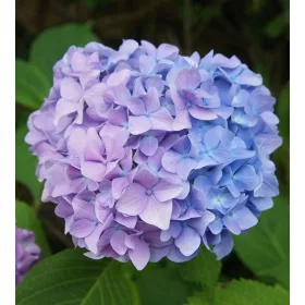   Kerti hortenzia - Hydrangea macrophylla 'Semperflorenc"