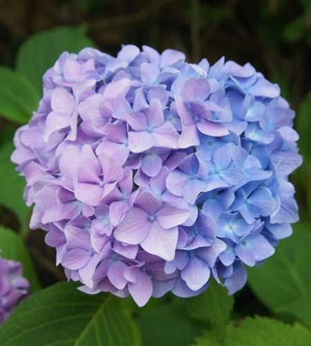 Kerti hortenzia - Hydrangea macrophylla 'Semperflorenc"