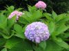 Kerti hortenzia - Hydrangea macrophylla 'Semperflorenc"