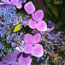   Fűrészeslevelű hortenzia - Hydrangea Serrata "Blue Clouds" Cs12