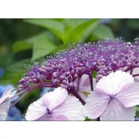   Érdeslevelü Hortenzia - Hydrangea Aspera "Velvet and Lace"