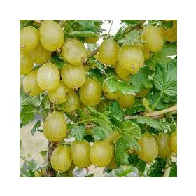 Egres - Ribes uva-crispa "Hinnonmaki Grön"