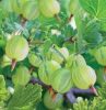 Egres - Ribes uva-crispa "Hinnonmaki Grön"