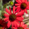Bíbor kasvirág - Echinacea purpure "Red"