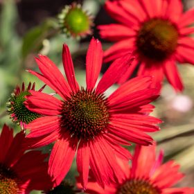 Bíbor kasvirág - Echinacea purpure "Red"