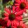 Bíbor kasvirág - Echinacea purpure "Red"