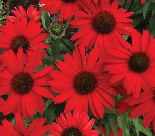 Bíbor kasvirág - Echinacea purpure "Red"