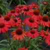Bíbor kasvirág - Echinacea purpure "Red"