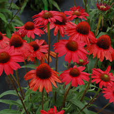 Bíbor kasvirág - Echinacea purpure "Red"
