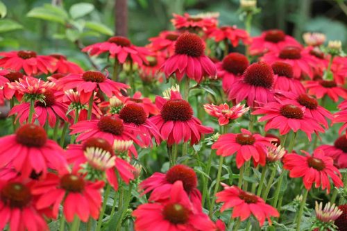 Bíbor kasvirág - Echinacea purpure "Red"