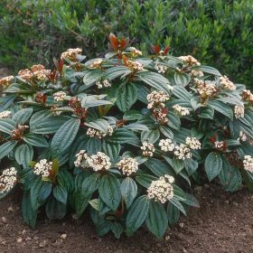 Törpe bangita - Viburnum davidii