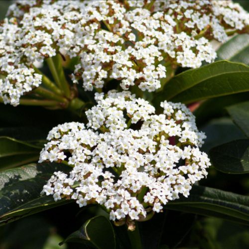 Törpe bangita - Viburnum davidii