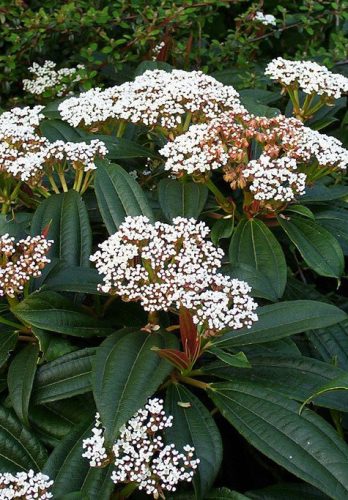 Törpe bangita - Viburnum davidii