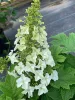 Tölgylevelű hortenzia - Hydrangea quercifolia "Jetstream" Cs9