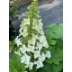 Tölgylevelű hortenzia - Hydrangea quercifolia "Jetstream" Cs9