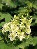 Tölgylevelű hortenzia - Hydrangea quercifolia "Jetstream" Cs9