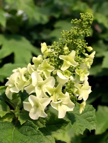Tölgylevelű hortenzia - Hydrangea quercifolia "Jetstream" Cs9