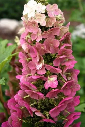 Tölgylevelű hortenzia - Hydrangea quercifolia "Jetstream" Cs9