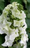 Tölgylevelű hortenzia - Hydrangea quercifolia "Jetstream" Cs9