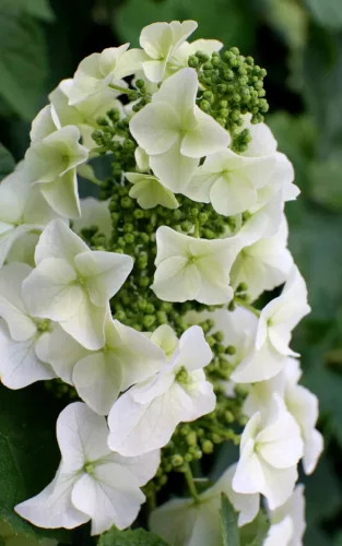 Tölgylevelű hortenzia - Hydrangea quercifolia "Jetstream" Cs9