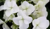 Tölgylevelű hortenzia - Hydrangea quercifolia "Jetstream" Cs9