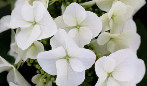 Tölgylevelű hortenzia - Hydrangea quercifolia "Jetstream" Cs9