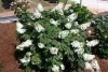 Tölgylevelű hortenzia - Hydrangea quercifolia "Jetstream" Cs9